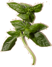 basil