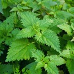 Nettles - Orties