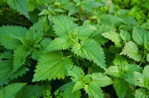 Nettles - Orties