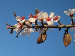 Almond flowers branch