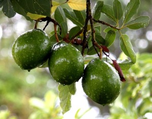 Avocado tree