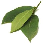 BAY LEAF