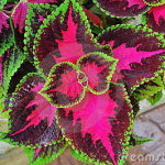 Coleus plant