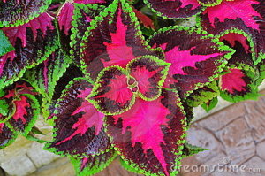 Coleus plant