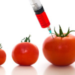 GMO 3 Tomatoes