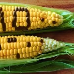 GMO On Corn 850x400