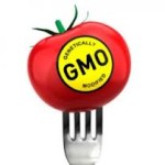 GMO Tomato