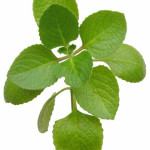 OREGANO