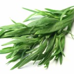 TARRAGON